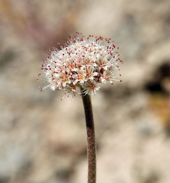 Image of Churchill Narrows buckwheat