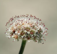 Image of Churchill Narrows buckwheat