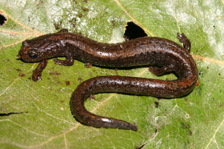 Image of Relictual slender salamander