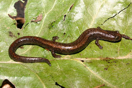Image of Relictual slender salamander