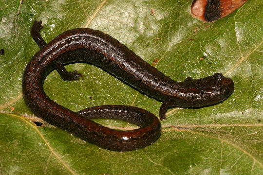 Image of Relictual slender salamander