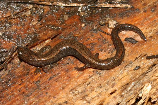 Image of Relictual slender salamander