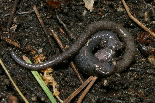 Image of Relictual slender salamander