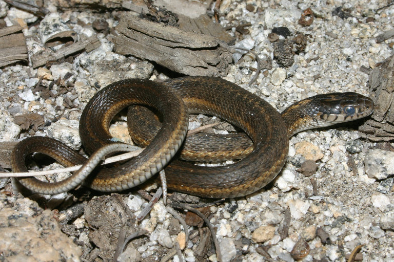 Image of Terrestrial (Wandering) Garter Snake