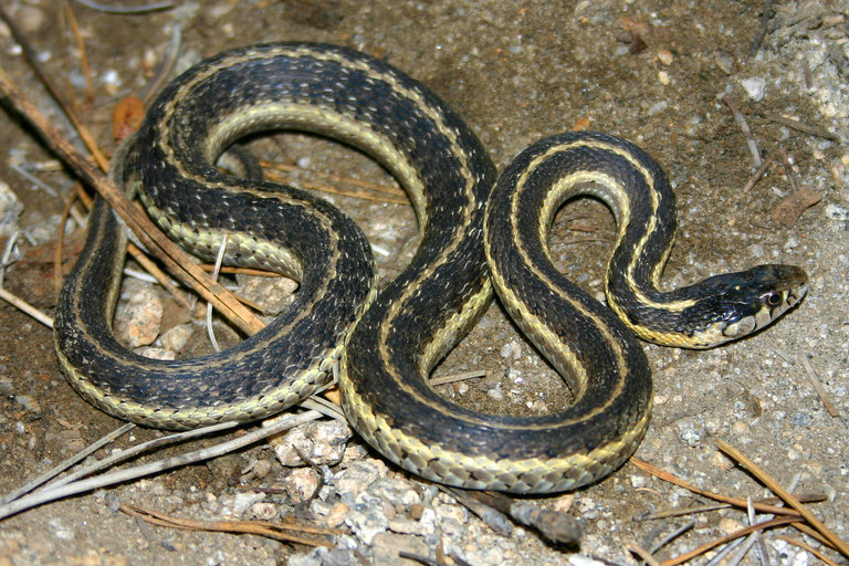 Image of Terrestrial (Wandering) Garter Snake