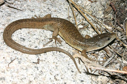 Image of northern alligator lizard