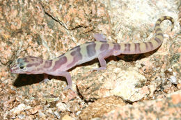 Image of Western Banded Gecko