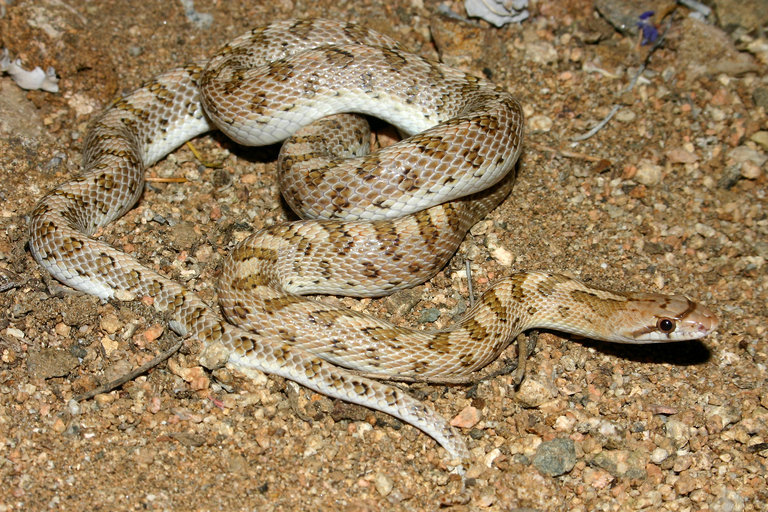Image of Glossy Snake