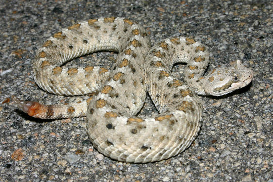 Image of Sidewinder Rattlesnake