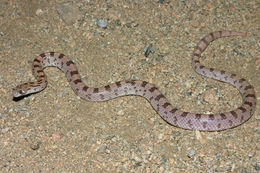 Image of Spotted Leafnose Snake