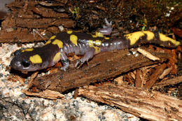 Image de Ensatina eschscholtzii Gray 1850