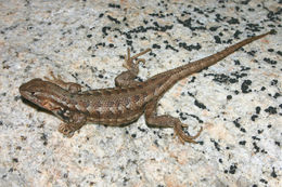 Image of Common Sagebrush Lizard