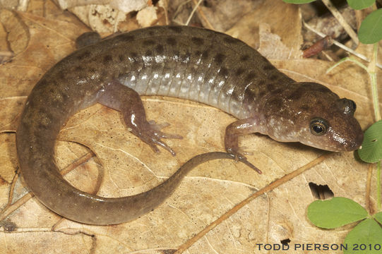 Image of Seal Salamander