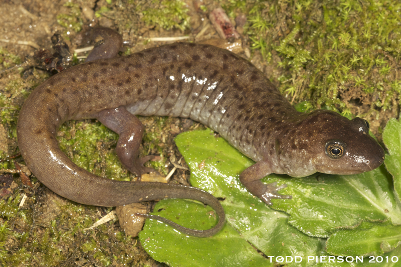 Image of Seal Salamander