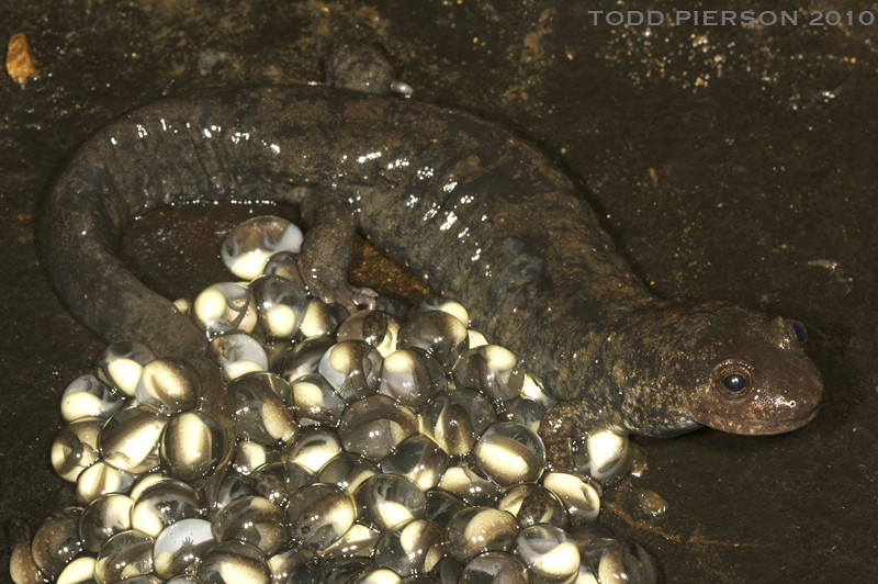 Image of Blackbelly Salamander