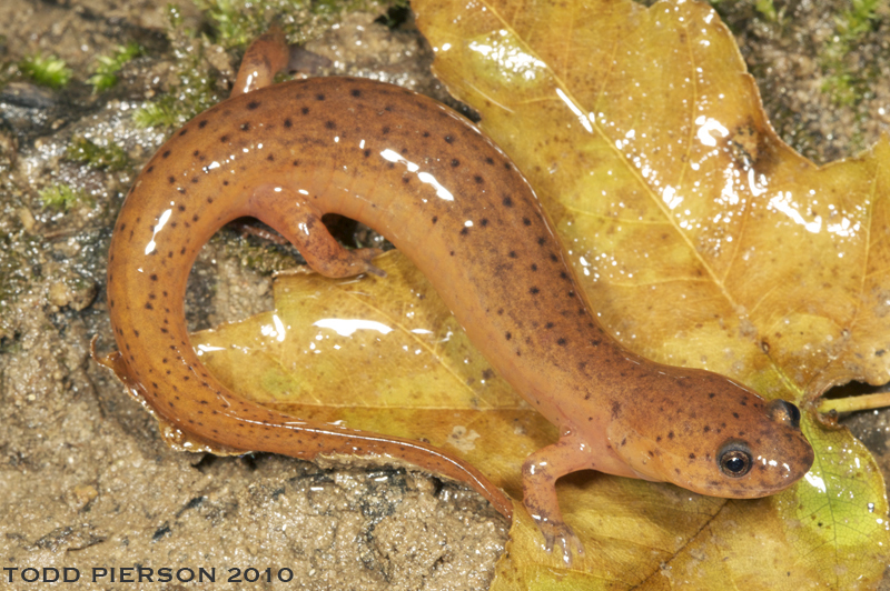 Image of Eastern Mud Salamander