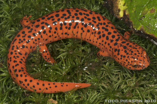 Image of Red Salamander