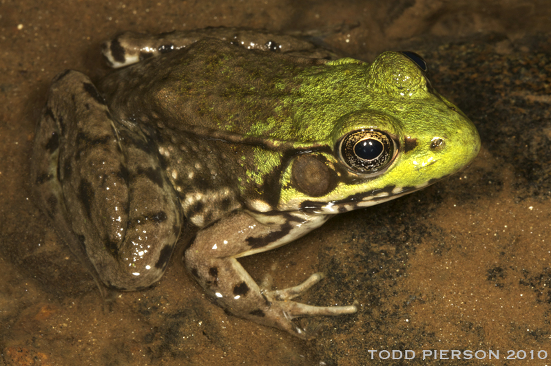 Image of Bronze Frog