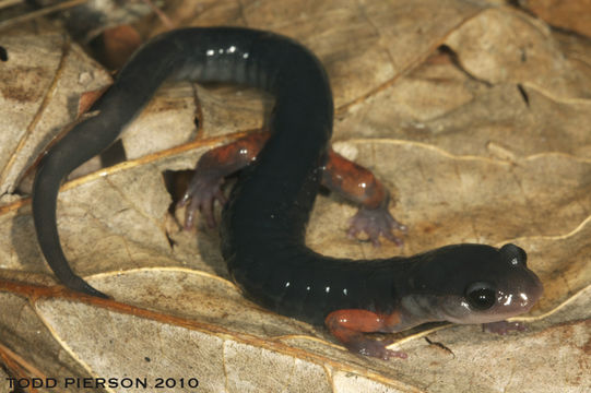 Sivun Plethodon shermani Stejneger 1906 kuva