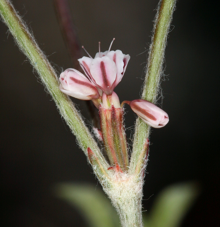 Image of wickerstem buckwheat
