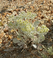 Image of granite buckwheat