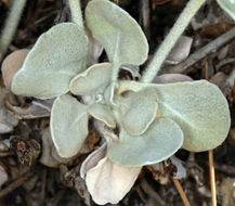 Image of granite buckwheat