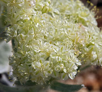 Image of granite buckwheat