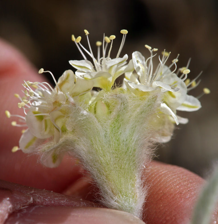 Image of granite buckwheat