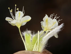 Image of granite buckwheat