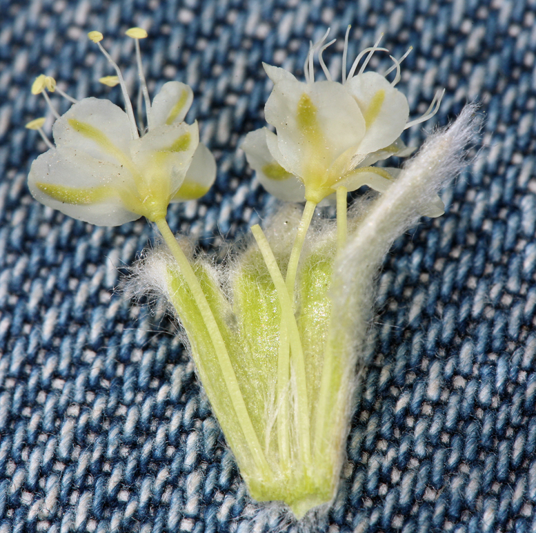 Image of granite buckwheat