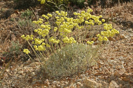 Image of Eriogonum strictum var. anserinum (Greene) S. Stokes