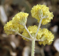 Image of Eriogonum strictum var. anserinum (Greene) S. Stokes