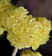 Image of Eriogonum strictum var. anserinum (Greene) S. Stokes