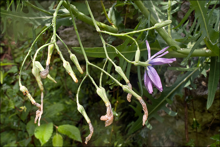 Lactuca perennis L. resmi