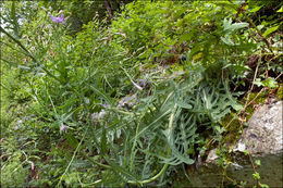 Lactuca perennis L. resmi