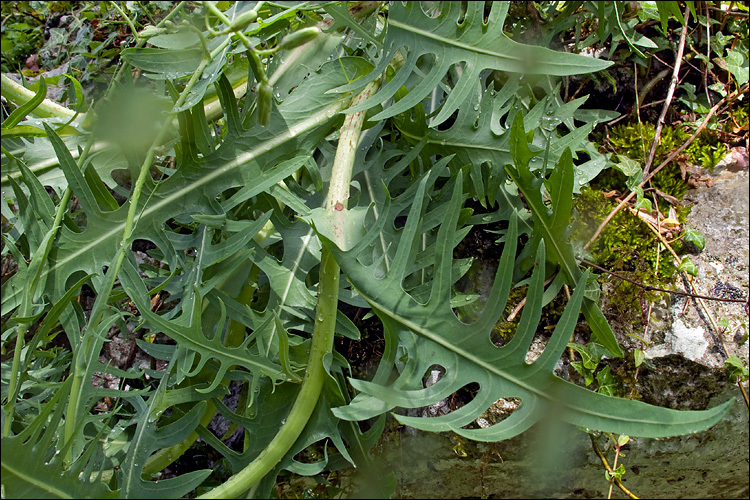 Lactuca perennis L. resmi