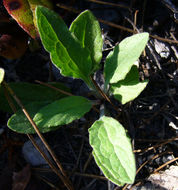 Image of rayless arnica