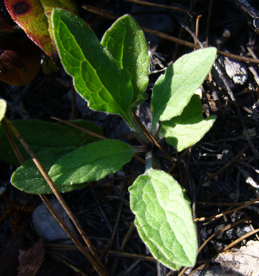 Image of rayless arnica