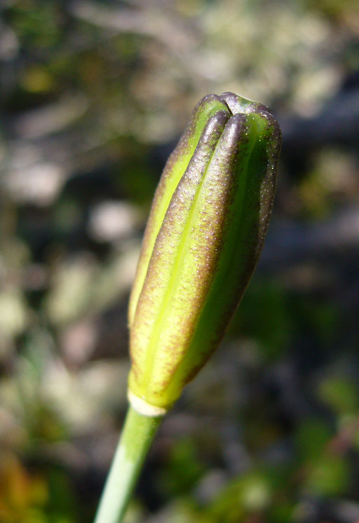 Lilium maritimum Kellogg resmi