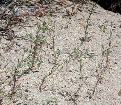 Слика од Eriastrum signatum D. Gowen