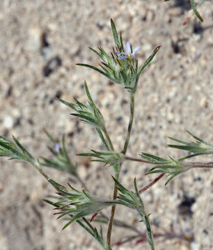 Image de Eriastrum signatum D. Gowen