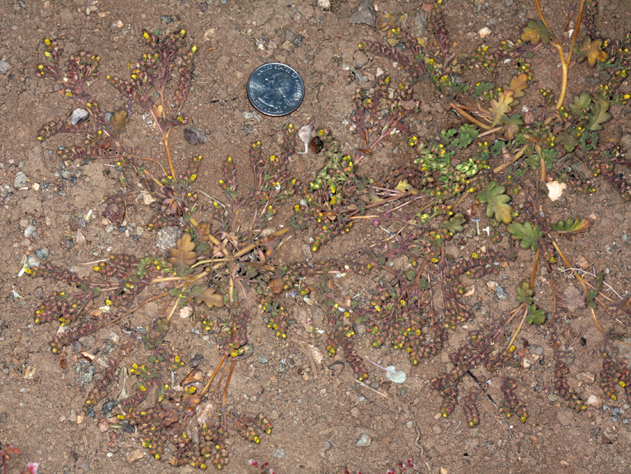 Image of Mono phacelia