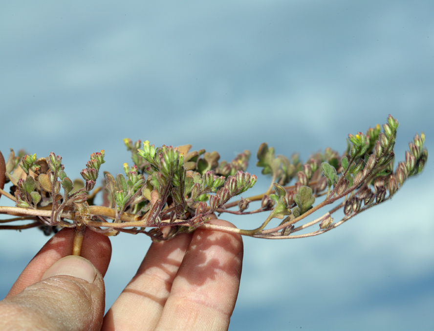 Image of Mono phacelia