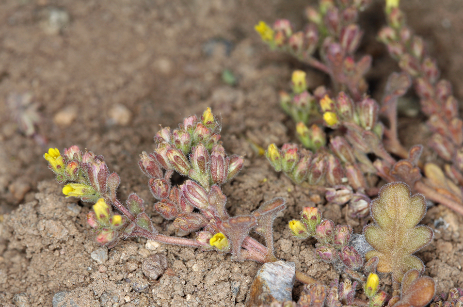 Image of Mono phacelia