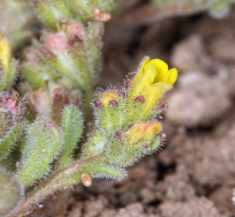 Image of Mono phacelia