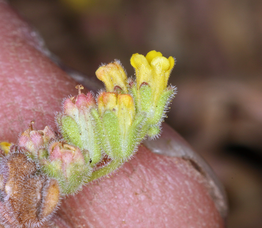 Image of Mono phacelia