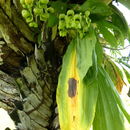 Image of catasetum