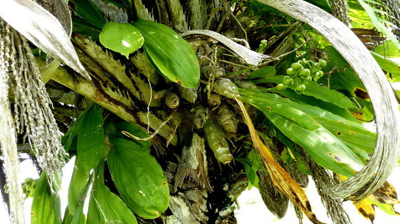 Image of Large-fruited Catasetum