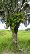 Image of Large-fruited Catasetum