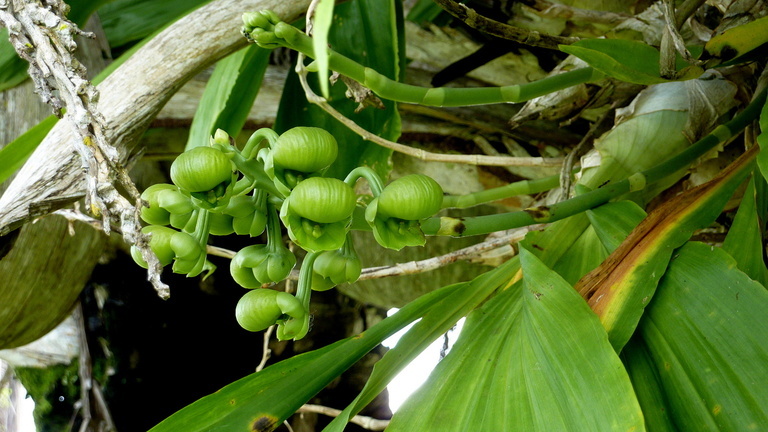 Image of Large-fruited Catasetum